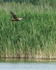 Marsh Harrier hunting low, Otmoor RSPB