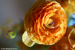 Flowers 16 - 10
