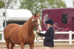 SBM_00602_Class 13 - Young Handler