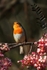 Singing Robin