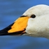 Whooper Swan