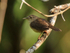 Southern House Wren perched, Costa Rica