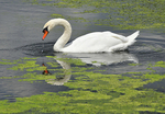 Swan on the pond