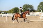 Class 43 Ridden Competition Horse/Pony portfolio