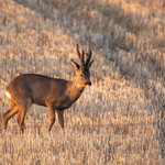 Roe Deer