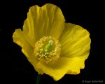 Welsh Poppy (01)