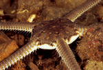 Ophiura ophiura detail