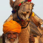 Smiling  Rajasthani  man with camel