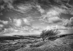 Windswept