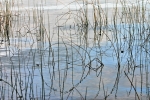 Evening Reeds