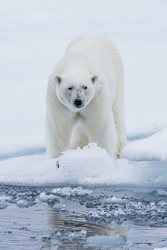 Polar Bear 2