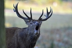 Red Deer
