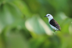 Black-backed Water-Tyrant, Rio Sao Lourenco, Mato Grosso, Brazil