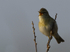 WILLOW WARBLER