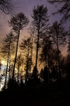 Treebeards Herd... portfolio