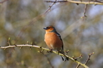Chaffinch    ref 3887