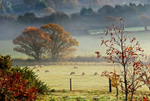z1179 Misty Sunrise, Blackwater