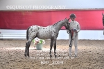 BPP_2009