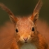 Red Squirrel