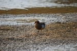 Garganey