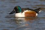 Male Common  Shoveler  Duck