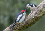 Print - Gold - Charlie Kidd - Spotted Woodpecker feeding young
