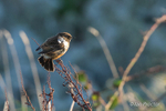 Stonechat by the coast - 1 of 3