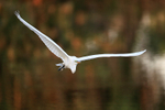 Great Egret flying angled view, Venice Rookery, Florida