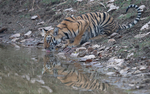 First cub came out to drink