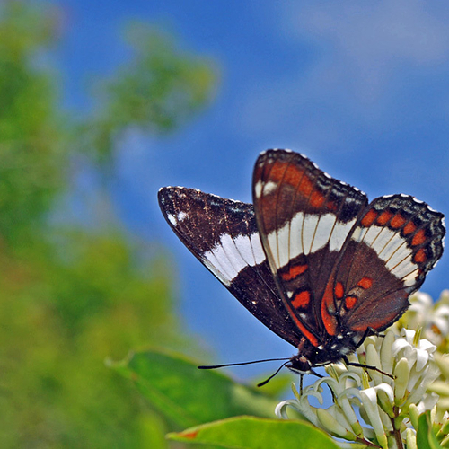 A White Admiral feeding on wild privet.