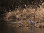 Grey Heron