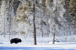 Bison and frosted trees, Yellowstone National Park, Wyoming, USA