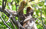 Mother and baby