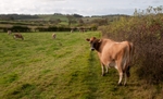 Cattle beneath Callow Hill