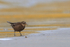 Blackish Cinclodes eating food, Carcass Island, Falklands