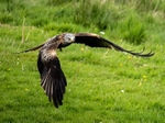 Red Kite