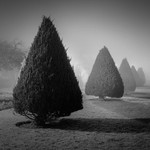 Conifers, Wharfe Meadows Park Otley (square format)