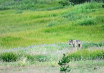 Canyon Gray Wolf