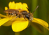 Andrena chrysosceles (f)