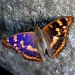 Lesser Purple Emperor (Apatura ilia) form clytie