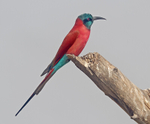 Northern Carmine Bee Eater