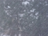 "Blizzard"