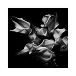 calla