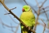 Ring-necked Parakeet