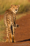 Sunrise cheetah