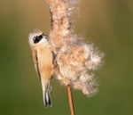Male Penduline Tit