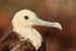 Magnificent Frigatebird (juvenile), close portrait, North Seymour