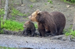 Brown Bear and cub