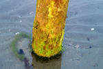 West Wittering - 49