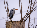 Grey Heron